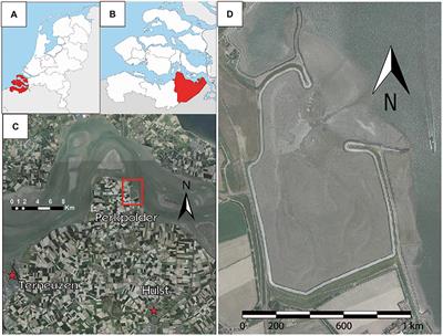 Morphological Evolution of an Intertidal Area Following a Set-Back Scheme: A Case Study From the Perkpolder Basin (Netherlands)